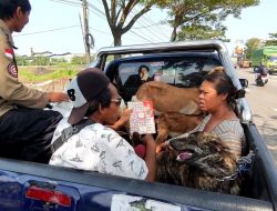 Pasutri Asal Balikpapan Diamankan Satpol PP Kukar karena Diduga Eksploitasi Anak